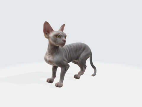 Realistic Sphynx Cat - Hairless Feline Character 3D Model