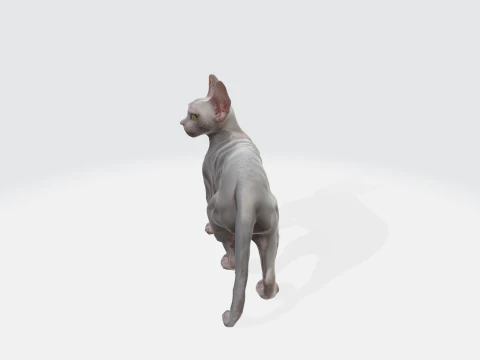 Realistic Sphynx Cat - Hairless Feline Character 3D Model