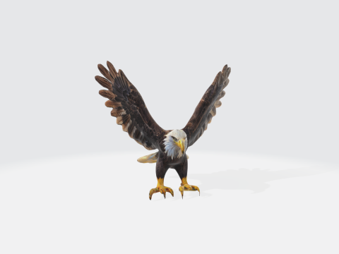 Realistic Bald Eagle - Wildlife Bird 3D Model