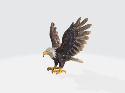 Realistic Bald Eagle - Wildlife Bird 3Dモデル