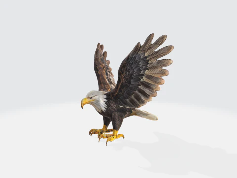 Realistic Bald Eagle - Wildlife Bird 3D Model