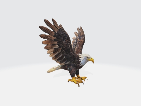 Realistic Bald Eagle - Wildlife Bird 3Dモデル