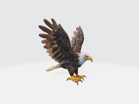 Realistic Bald Eagle - Wildlife Bird 3D Model