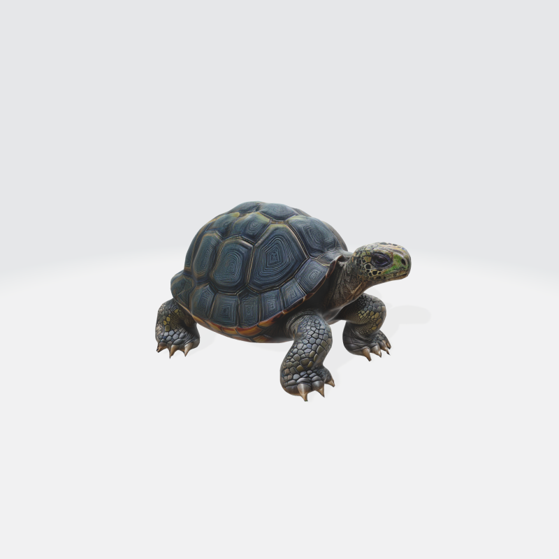 Realistic 3D Turtle Model - Tortoise 3D Model .c4d .max .obj .3ds .fbx .stl .blend