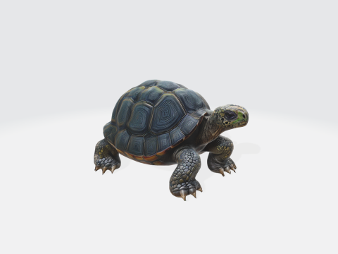 Realistic 3D Turtle Model - Tortoise 3D Model