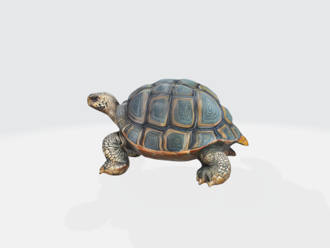 Realistic 3D Turtle Model - Tortoise 3D Model