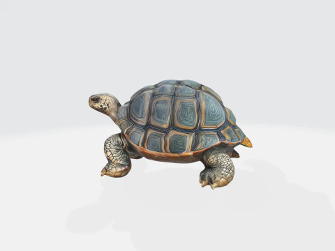 Realistic 3D Turtle Model - Tortoise 3D Model