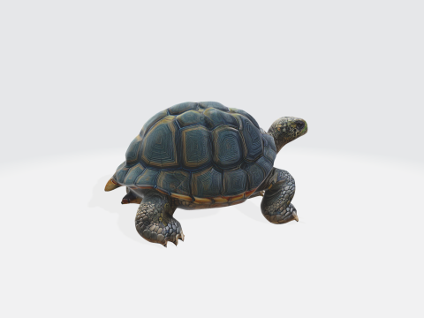 Realistic 3D Turtle Model - Tortoise 3D Model