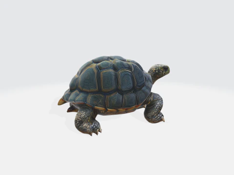 Realistic 3D Turtle Model - Tortoise 3D Model
