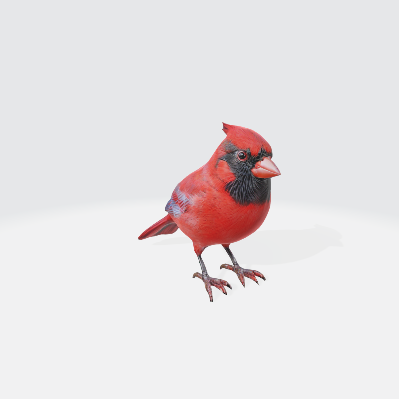 Realistic Cardinal Bird - Wildlife Animal 3D 모델 .c4d .max .obj .3ds .fbx .stl .blend