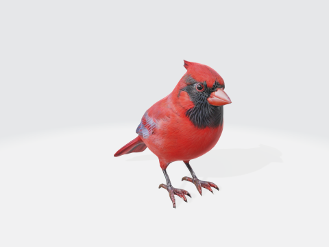 Realistic Cardinal Bird - Wildlife Animal 3D Model