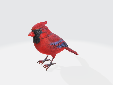 Realistic Cardinal Bird - Wildlife Animal 3D 모델