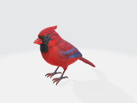 P&aacute;ssaro Cardeal Realista - Animal Selvagem Modelo 3D