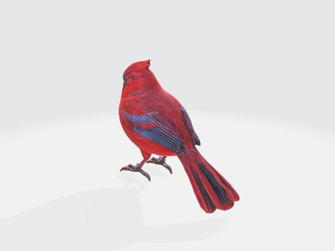 Realistic Cardinal Bird - Wildlife Animal 3D 모델