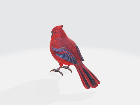 P&aacute;ssaro Cardeal Realista - Animal Selvagem Modelo 3D