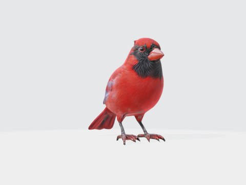 Realistic Cardinal Bird - Wildlife Animal 3D 모델
