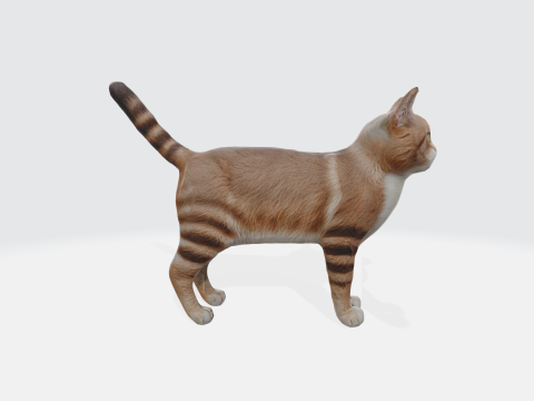 Realistic Orange Tabby Cat 3D 模型