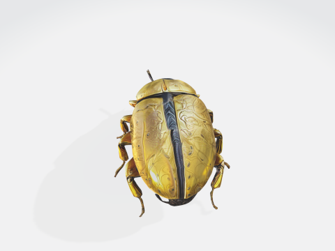 Realistic Beetle - Insect Asset Modèle 3D