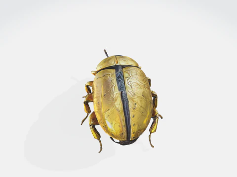 Realistic Beetle - Insect Asset 3D Model