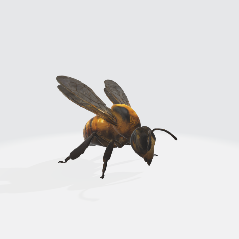 Realistic 3D Bee Model - Insect Asset 3D Model .c4d .max .obj .3ds .fbx .stl .blend