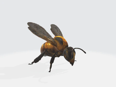 Realistisch 3D-bijenmodel - Insectenactivum 3D Model
