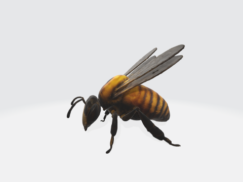Realistic 3D Bee Model - Insect Asset 3D Model