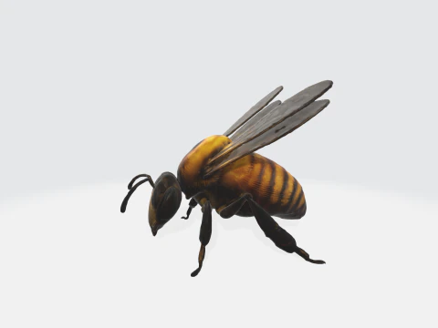 Realistic 3D Bee Model - Insect Asset 3D Model