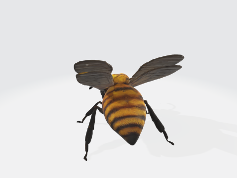 Realistic 3D Bee Model - Insect Asset 3D Model