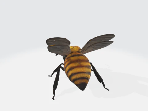 Realistic 3D Bee Model - Insect Asset 3D Model