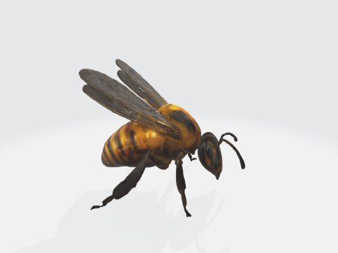 Realistic 3D Bee Model - Insect Asset 3D Model