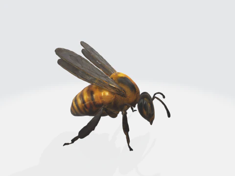Realistic 3D Bee Model - Insect Asset 3D Model