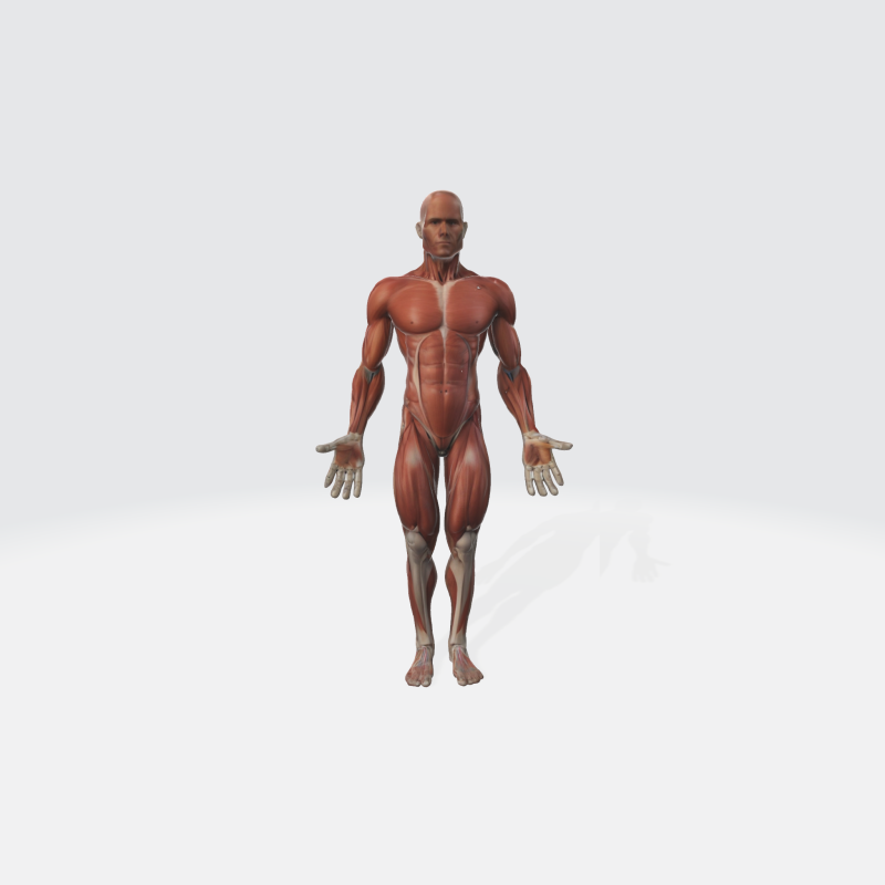 Human Anatomy - Muscular System Medical Educational Modello 3D .c4d .max .obj .3ds .fbx .stl .blend