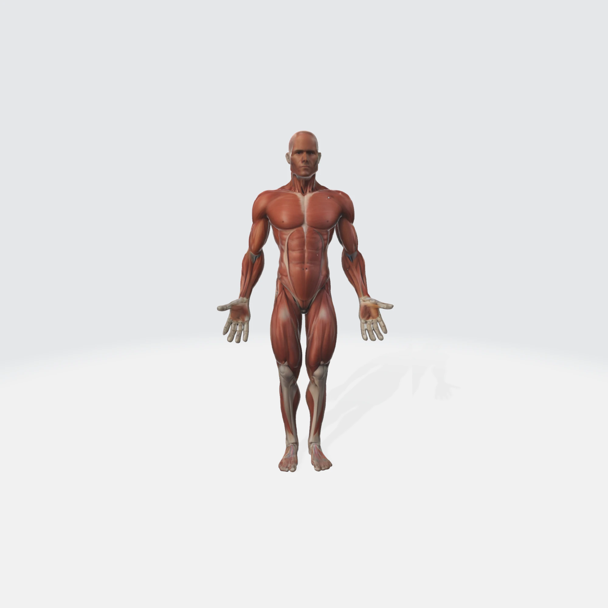 Human Anatomy - Muscular System Medical Educational 3D Model .c4d .max .obj .3ds .fbx .stl .blend 