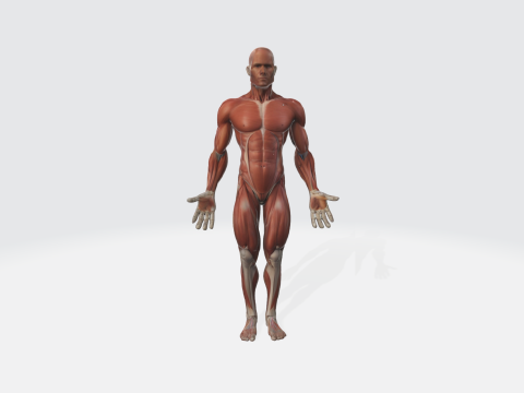 Human Anatomy - Muscular System Medical Educational 3D Model