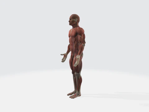Human Anatomy - Muscular System Medical Educational 3D Model
