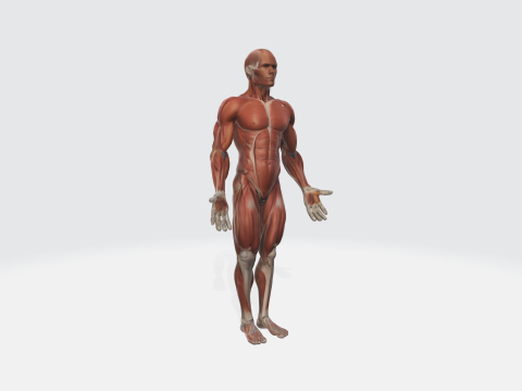 Human Anatomy - Muscular System Medical Educational Modello 3D