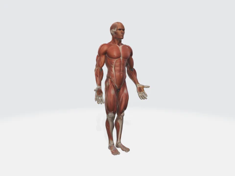 Human Anatomy - Muscular System Medical Educational 3D Model