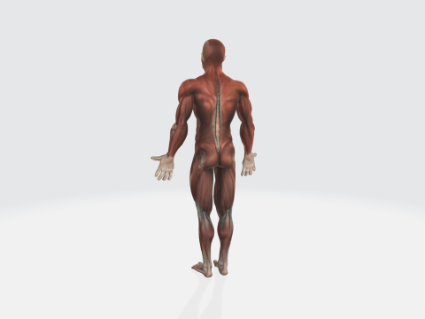 Human Anatomy - Muscular System Medical Educational Modello 3D
