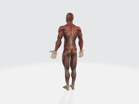 Human Anatomy - Muscular System Medical Educational 3D Model