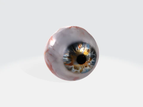 Realistic Human Eye - Anatomy Asset 3D Model