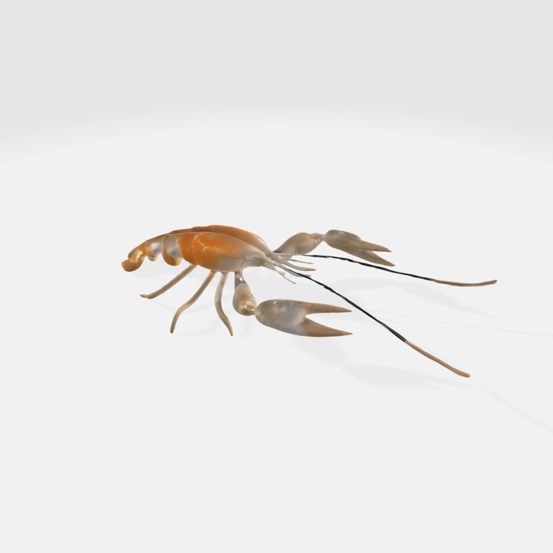 Realistic 3D Crayfish Lobster Model - Marine Animal Asset 3D Model .c4d .max .obj .3ds .fbx .stl .blend