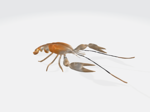 Realistic 3D Crayfish Lobster Model - Marine Animal Asset 3D Model