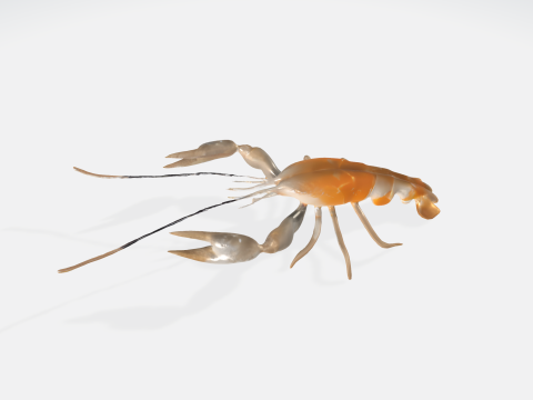Realistic 3D Crayfish Lobster Model - Marine Animal Asset 3D Model