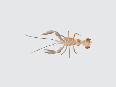 Realistic 3D Crayfish Lobster Model - Marine Animal Asset 3D Model