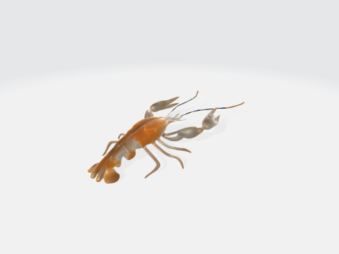 Realistic 3D Crayfish Lobster Model - Marine Animal Asset 3D Model
