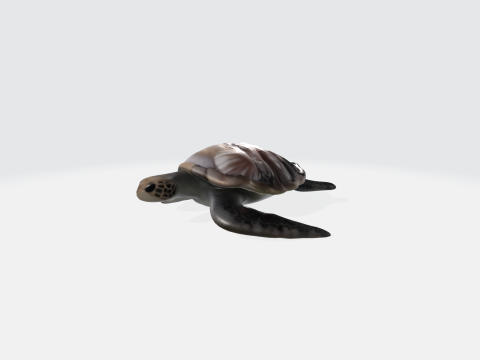 Realistic Sea Turtle - Marine Animal 3D Model