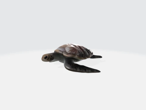Tortue de mer r&eacute;aliste - Animal marin Modèle 3D