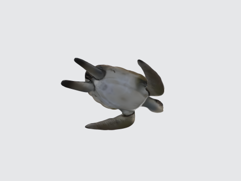 Realistic Sea Turtle - Marine Animal 3D Model