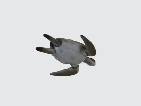 Tortue de mer r&eacute;aliste - Animal marin Modèle 3D