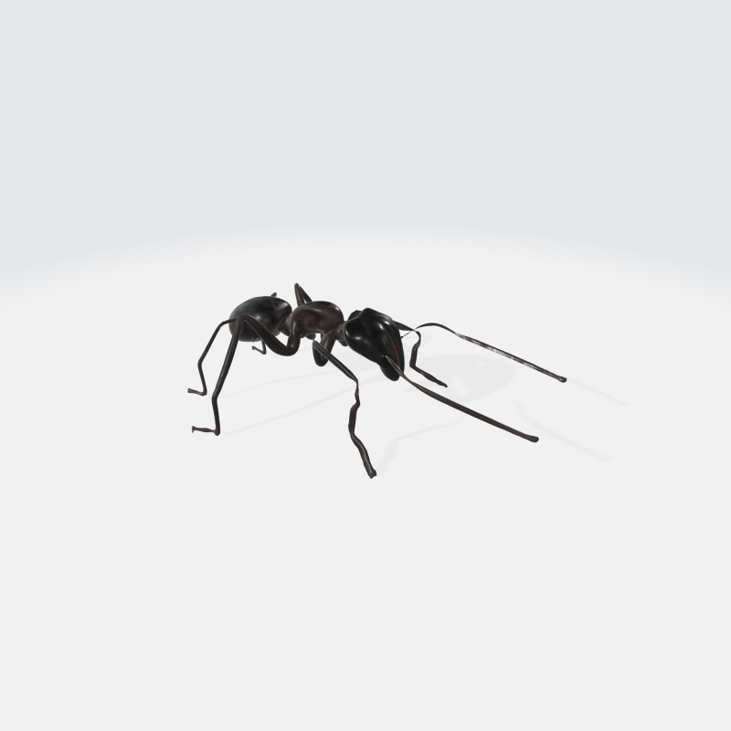 Realistic Black Ant - Insect Animation Modelo 3D .c4d .max .obj .3ds .fbx .stl .blend